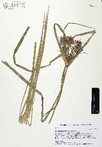 Cyperus hermaphroditus image