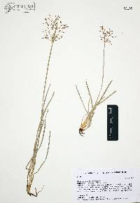 Fimbristylis dichotoma image