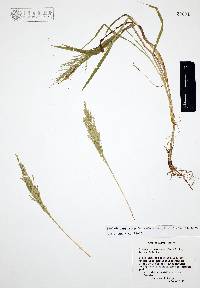 Diplachne fusca subsp. fascicularis image