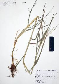 Leptochloa panicea subsp. brachiata image