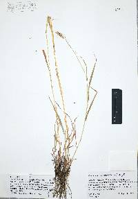 Dichanthium annulatum image