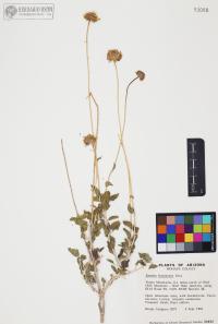 Encelia frutescens image
