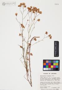 Hymenothrix wrightii image