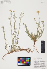 Erigeron divergens image