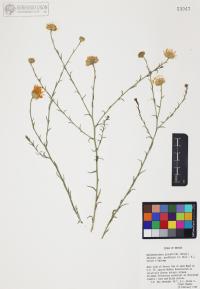 Xanthisma spinulosum image