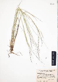 Aristida ternipes image