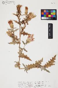 Cirsium arizonicum image