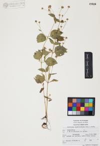 Galinsoga quadriradiata image