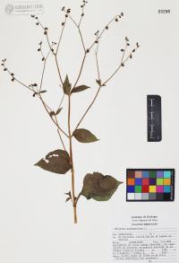 Image Associated With the Occurence