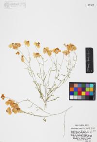 Psilostrophe cooperi image