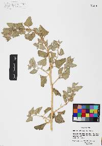 Atriplex lentiformis image