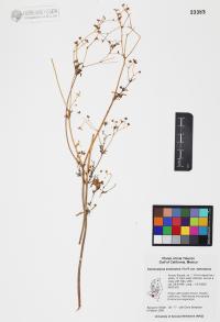 Coreocarpus sonoranus var. sonoranus image