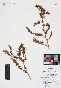 Amaranthus fimbriatus image