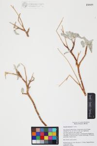Encelia farinosa image
