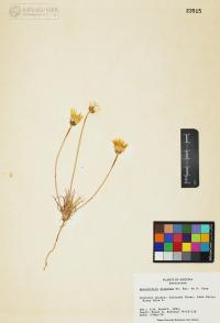 Malacothrix glabrata image