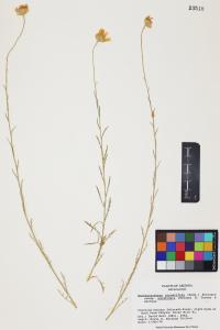 Xanthisma spinulosum image