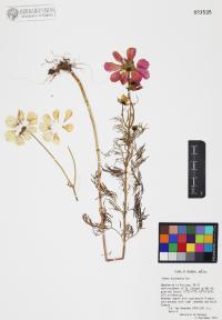 Cosmos bipinnatus image