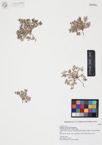Diaperia verna image