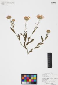 Dieteria asteroides image