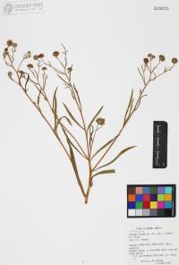 Heliomeris longifolia image