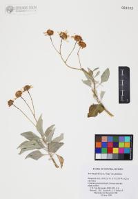 Encelia farinosa image