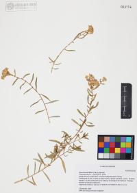 Isocoma pluriflora image