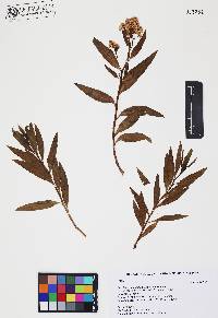 Baccharis salicifolia image