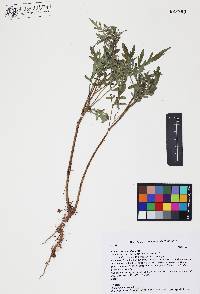 Ambrosia confertiflora image