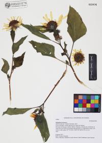 Helianthus annuus image