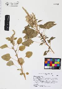 Amaranthus watsonii image