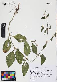 Alternanthera stellata image