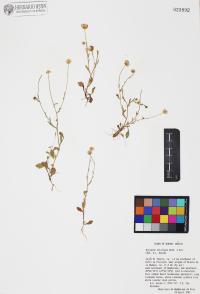 Erigeron velutipes image