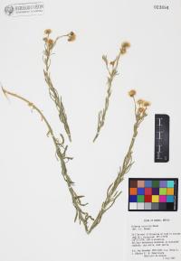 Erigeron arisolius image