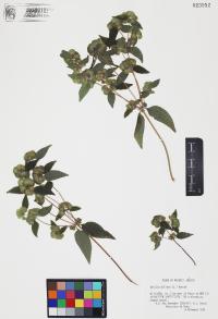 Delilia biflora image