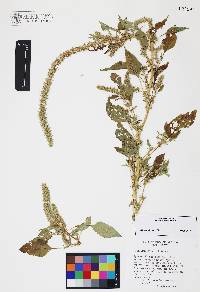 Amaranthus palmeri image