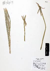 Cyperus canus image