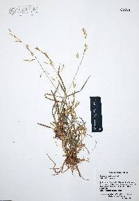 Bromus catharticus image