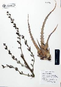 Hechtia montana image