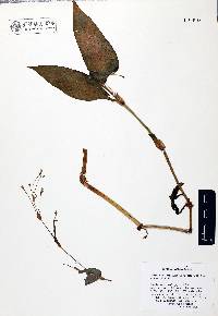 Tripogandra amplexicaulis image