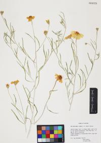 Psilostrophe cooperi image