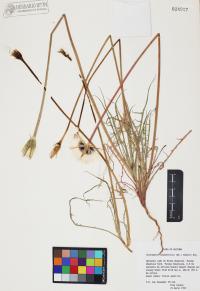 Uropappus lindleyi image