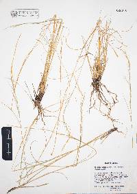 Aristida purpurea var. nealleyi image