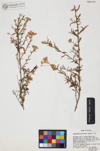 Gymnosperma glutinosum image