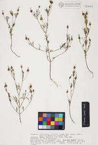 Heterosperma pinnatum image