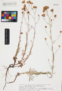 Hymenothrix wrightii image