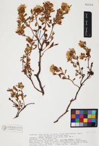 Ericameria cuneata image