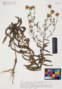 Dieteria asteroides image