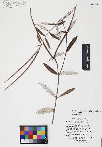 Telosiphonia hypoleuca image
