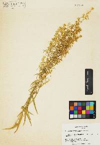 Brickellia longifolia image