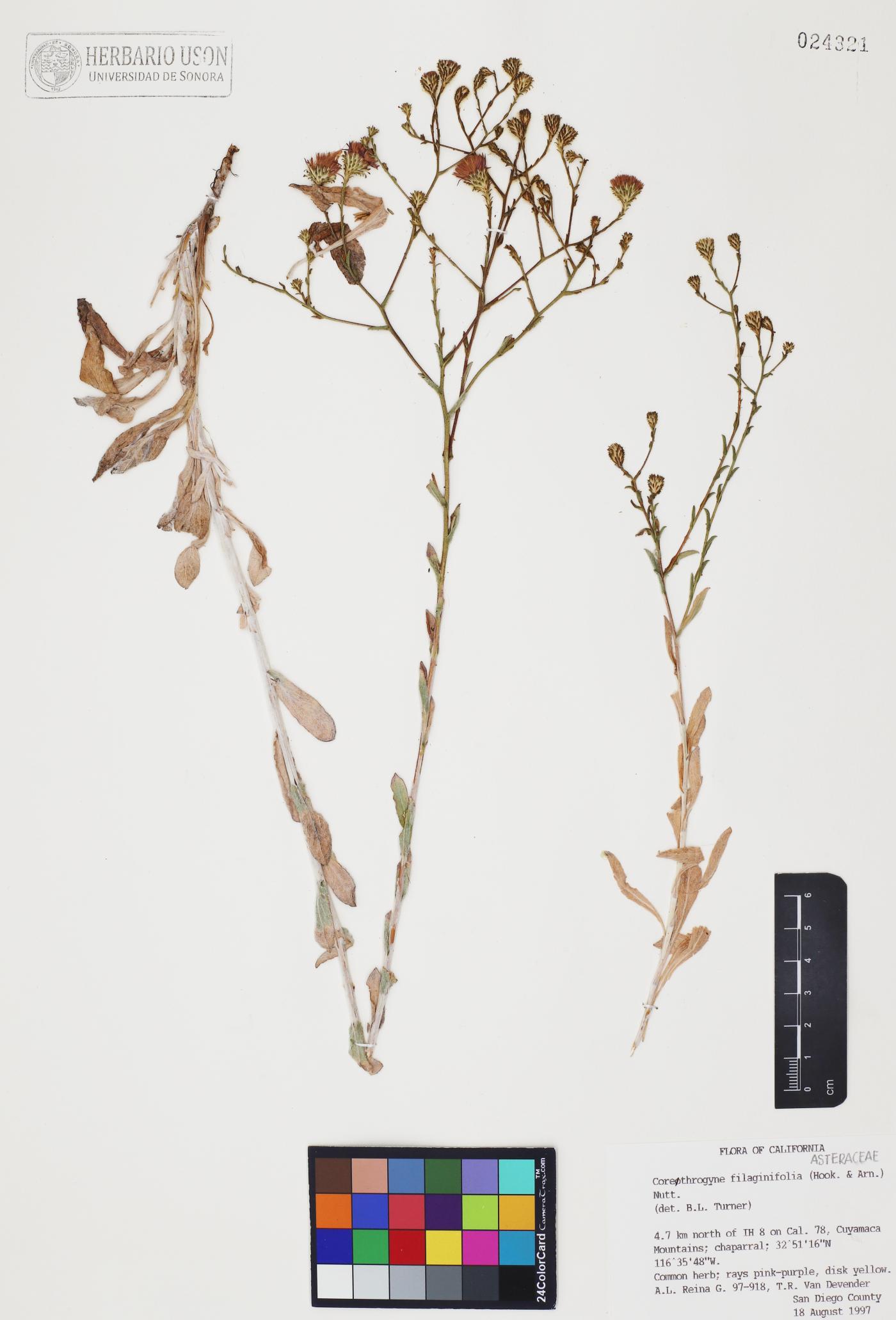 Corethrogyne filaginifolia image